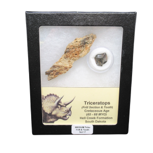 Genuine Cretaceous Age Triceratops Frill and Tooth Medium Set Fossil for Sale from South Dakota #17