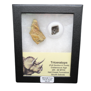 Genuine Cretaceous Age Triceratops Frill and Tooth Medium Set Fossil for Sale from South Dakota #18