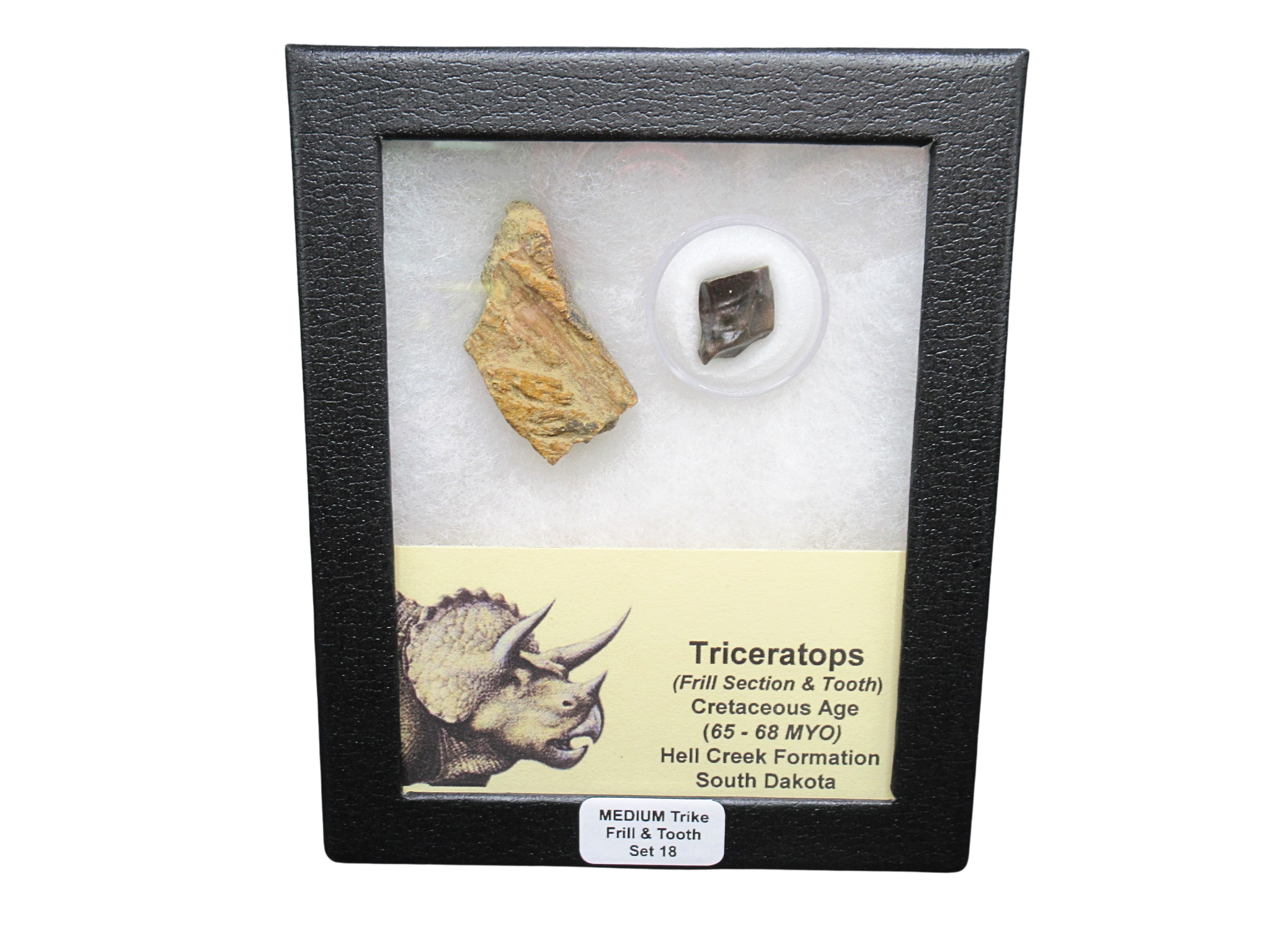 Triceratops Frill and Tooth Set Cretaceous Age MEDIUM Set 18 | Fossils for Sale Genuine Cretaceous Age Triceratops Frill and Tooth Medium Set Fossil for Sale from South Dakota #18
