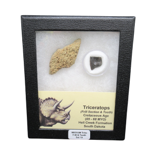 Genuine Cretaceous Age Triceratops Frill and Tooth Medium Set Fossil for Sale from South Dakota #19