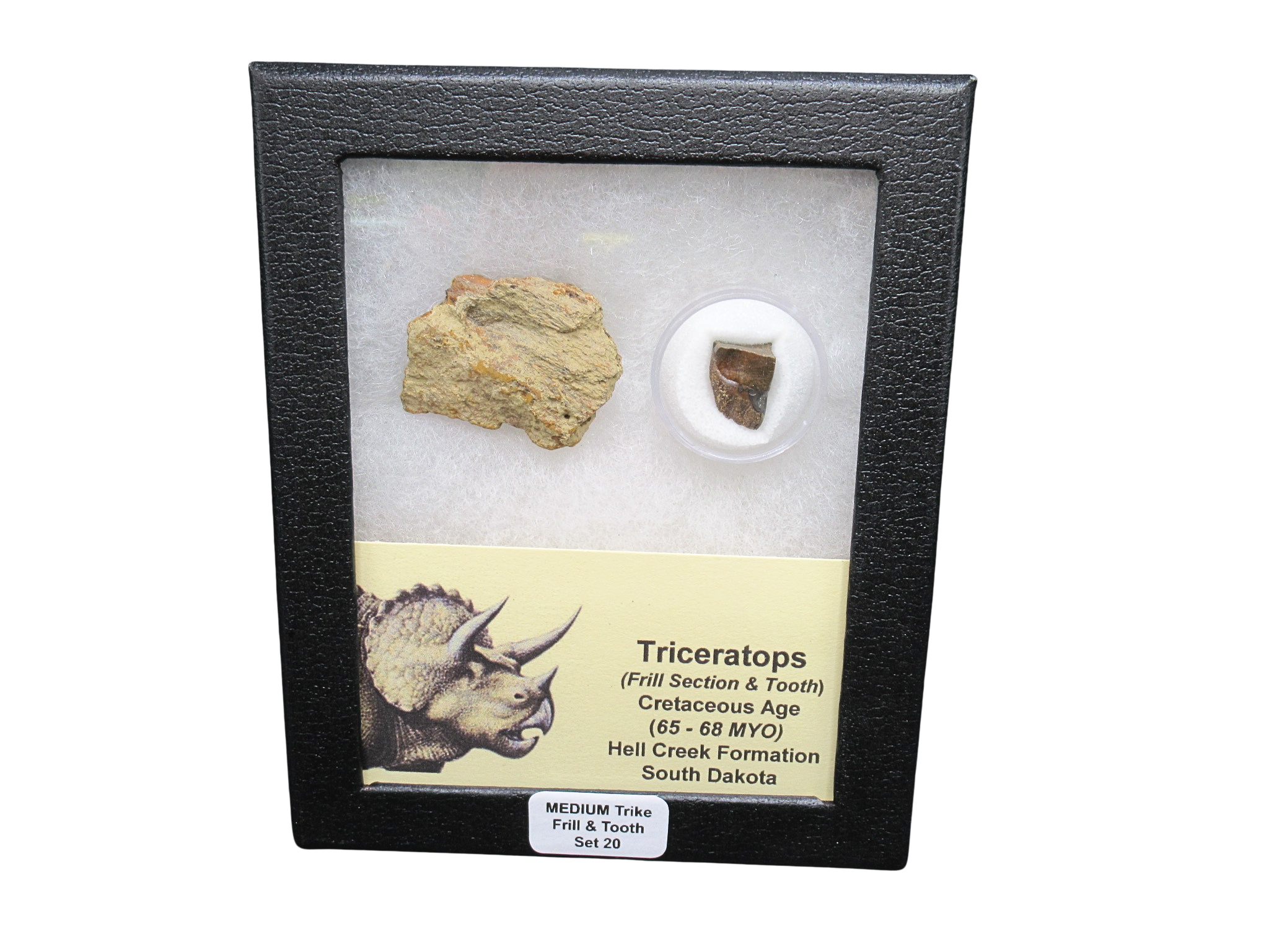 Triceratops Frill and Tooth Set Cretaceous Age MEDIUM Set 20 | Fossils for Sale Genuine Cretaceous Age Triceratops Frill and Tooth Medium Set Fossil for Sale from South Dakota #20