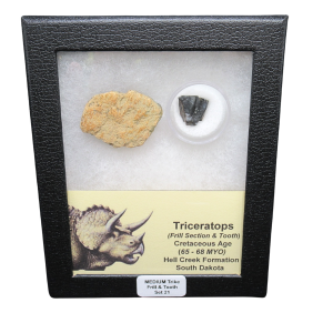 Genuine Cretaceous Age Triceratops Frill and Tooth Medium Set Fossil for Sale from South Dakota #21
