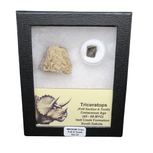 Genuine Cretaceous Age Triceratops Frill and Tooth Medium Set Fossil for Sale from South Dakota #22