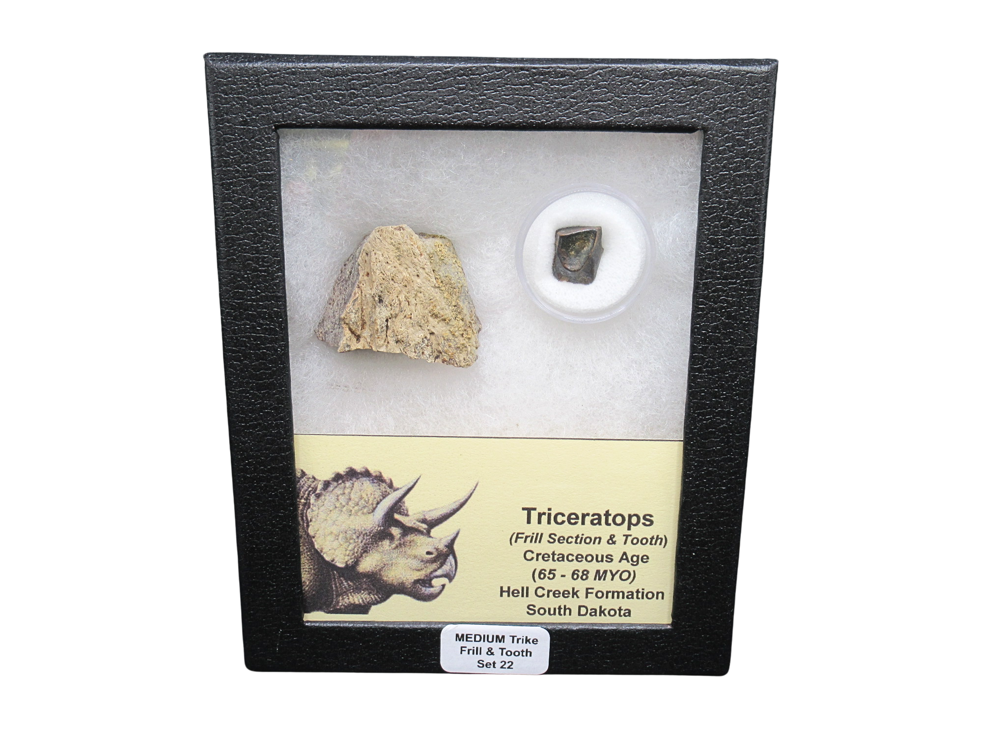 Triceratops Frill and Tooth Set Cretaceous Age MEDIUM Set 22 | Fossils for Sale Genuine Cretaceous Age Triceratops Frill and Tooth Medium Set Fossil for Sale from South Dakota #22