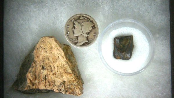Triceratops Frill and Tooth Set Cretaceous Age MEDIUM Set 22a | Fossils for Sale Genuine Cretaceous Age Triceratops Frill and Tooth Medium Set Fossil for Sale from South Dakota #22a