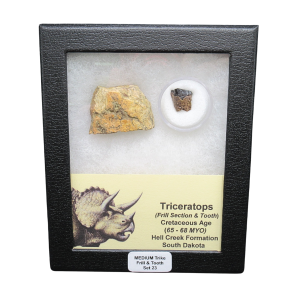 Genuine Cretaceous Age Triceratops Frill and Tooth Medium Set Fossil for Sale from South Dakota #23