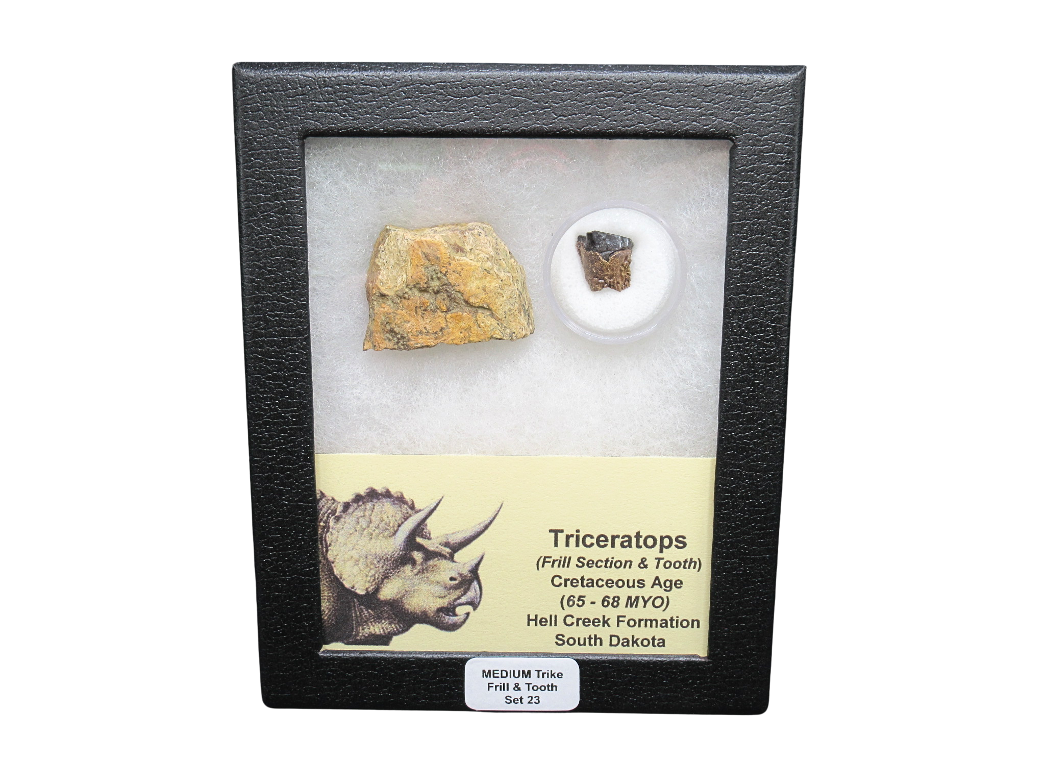 Triceratops Frill and Tooth Set Cretaceous Age MEDIUM Set 23 | Fossils for Sale Genuine Cretaceous Age Triceratops Frill and Tooth Medium Set Fossil for Sale from South Dakota #23