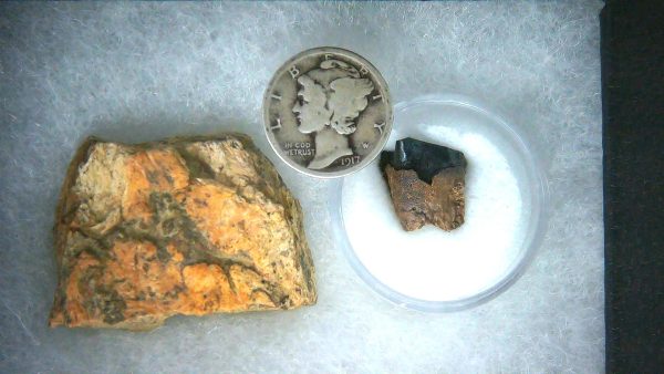 Triceratops Frill and Tooth Set Cretaceous Age MEDIUM Set 23a | Fossils for Sale Genuine Cretaceous Age Triceratops Frill and Tooth Medium Set Fossil for Sale from South Dakota #23a