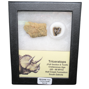 Genuine Cretaceous Age Triceratops Frill and Tooth Medium Set Fossil for Sale from South Dakota #24