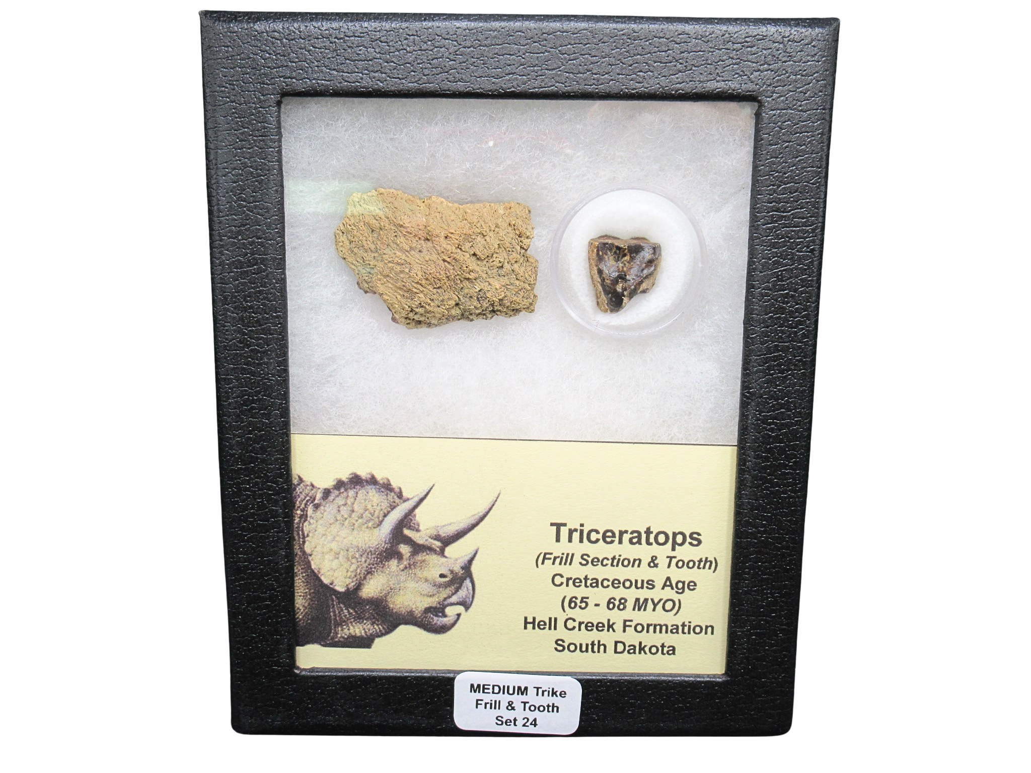 Triceratops Frill and Tooth Set Cretaceous Age MEDIUM Set 24 | Fossils for Sale Genuine Cretaceous Age Triceratops Frill and Tooth Medium Set Fossil for Sale from South Dakota #24