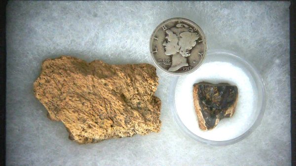 Triceratops Frill and Tooth Set Cretaceous Age MEDIUM Set 24a | Fossils for Sale Genuine Cretaceous Age Triceratops Frill and Tooth Medium Set Fossil for Sale from South Dakota #24a