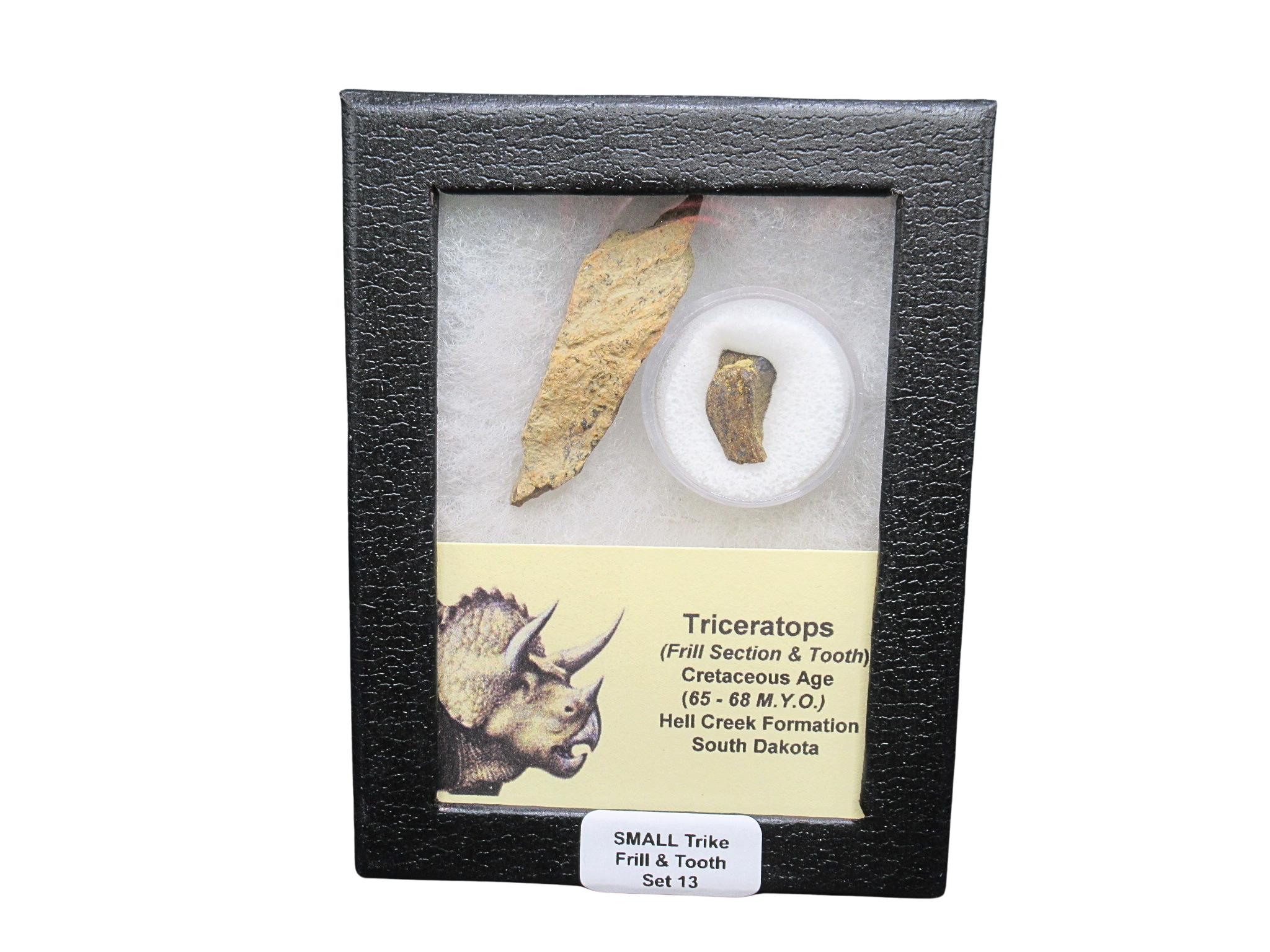 Triceratops Frill and Tooth Set Cretaceous Age Small Set 13 | Fossils for Sale Genuine Cretaceous Age Triceratops Frill and Tooth Set Fossil for Sale from South Dakota #13