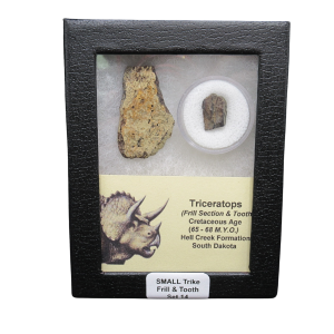 Genuine Cretaceous Age Triceratops Frill and Tooth Set Fossil for Sale from South Dakota #14