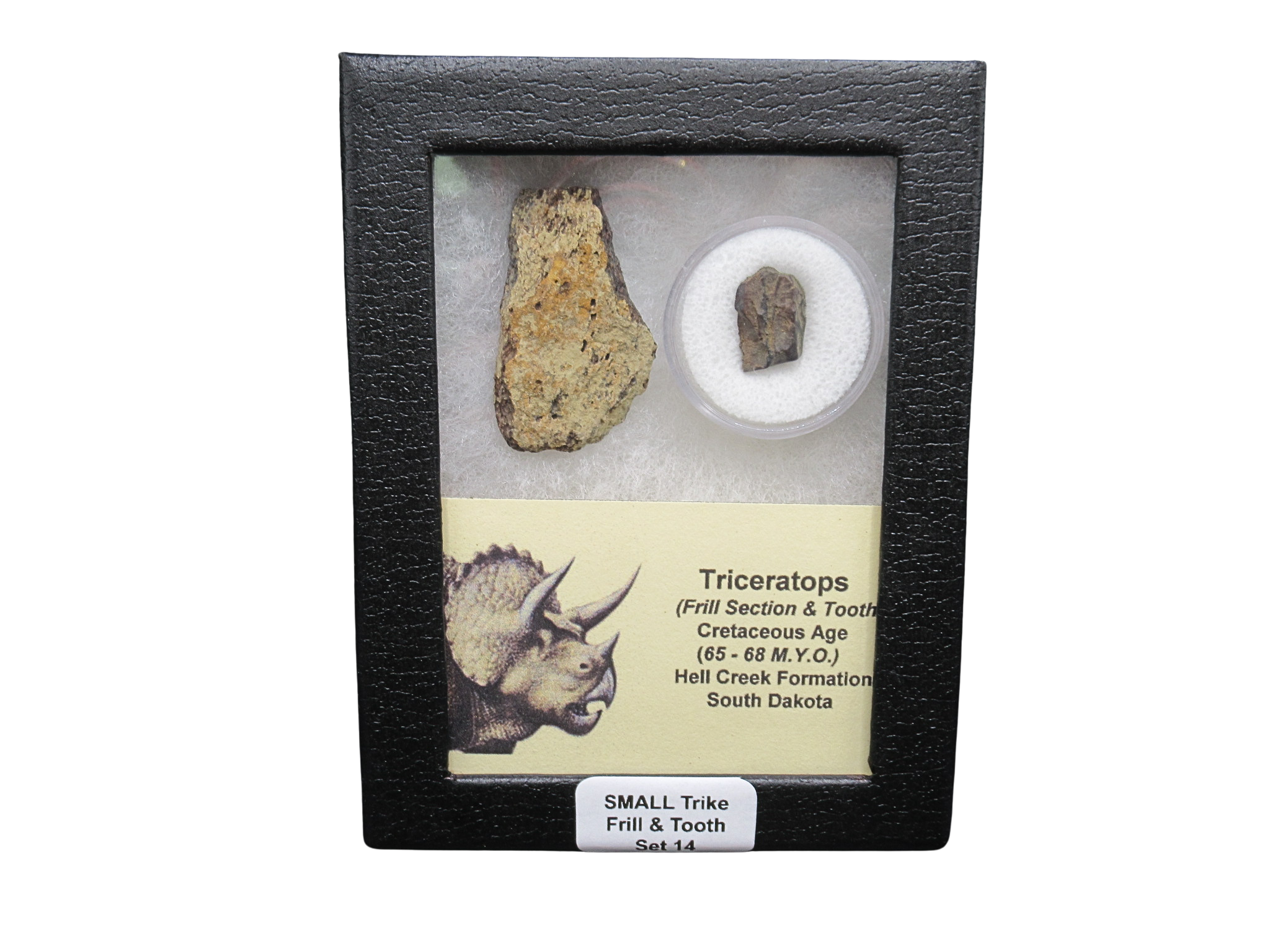 Triceratops Frill and Tooth Set Cretaceous Age Small Set 14 | Fossils for Sale Genuine Cretaceous Age Triceratops Frill and Tooth Set Fossil for Sale from South Dakota #14