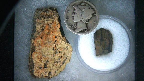 Triceratops Frill and Tooth Set Cretaceous Age Small Set 14a | Fossils for Sale Genuine Cretaceous Age Triceratops Frill and Tooth Set Fossil for Sale from South Dakota #14a