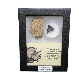 Genuine Cretaceous Age Triceratops Frill and Tooth Set Fossil for Sale from South Dakota #15