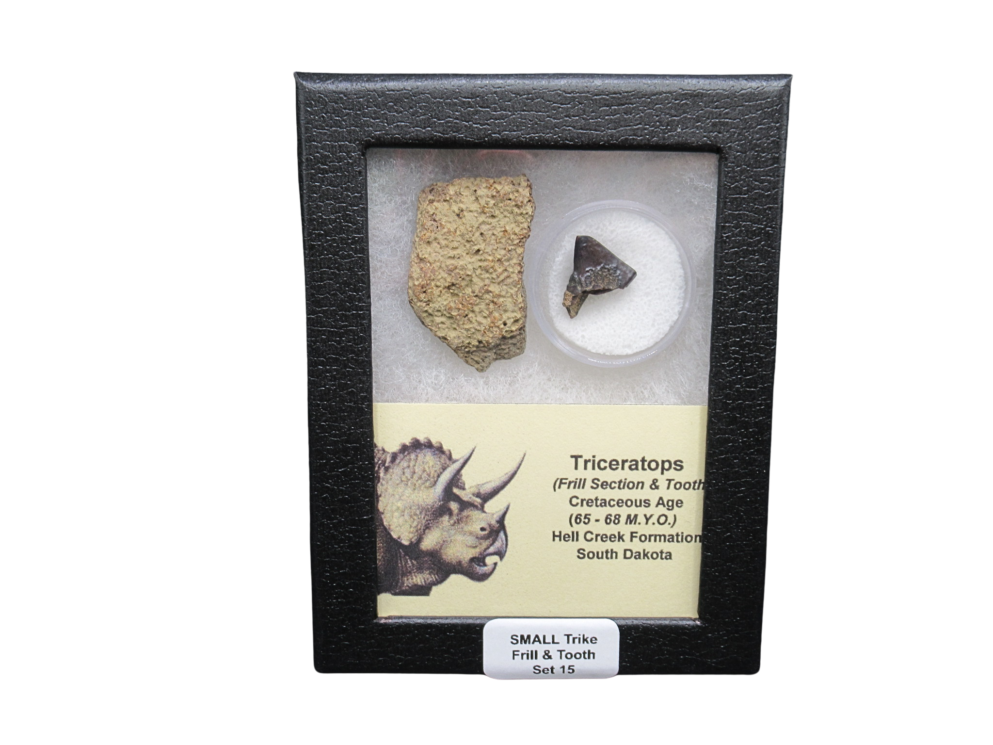 Triceratops Frill and Tooth Set Cretaceous Age Small Set 15 | Fossils for Sale Genuine Cretaceous Age Triceratops Frill and Tooth Set Fossil for Sale from South Dakota #15