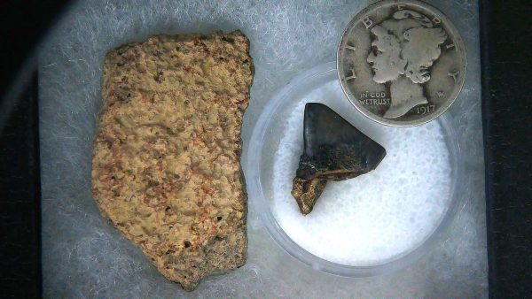 Triceratops Frill and Tooth Set Cretaceous Age Small Set 15a | Fossils for Sale Genuine Cretaceous Age Triceratops Frill and Tooth Set Fossil for Sale from South Dakota #15a