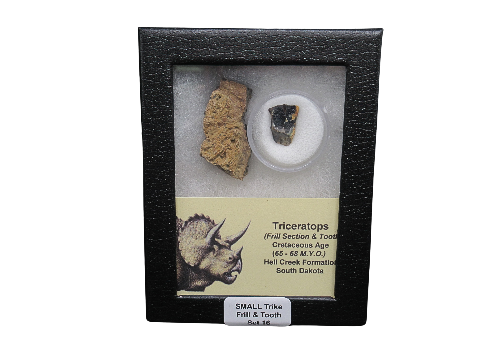 Triceratops Frill and Tooth Set Cretaceous Age Small Set 16 | Fossils for Sale Genuine Cretaceous Age Triceratops Frill and Tooth Set Fossil for Sale from South Dakota #16