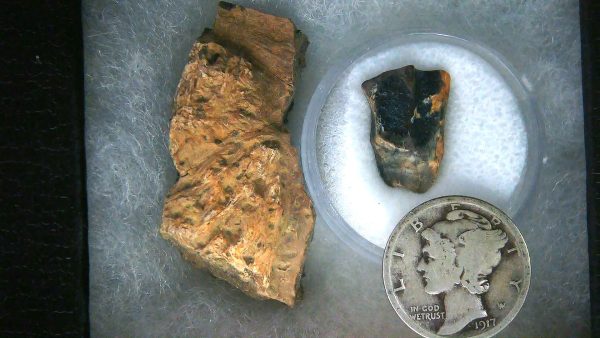 Triceratops Frill and Tooth Set Cretaceous Age Small Set 16a | Fossils for Sale Genuine Cretaceous Age Triceratops Frill and Tooth Set Fossil for Sale from South Dakota #16a