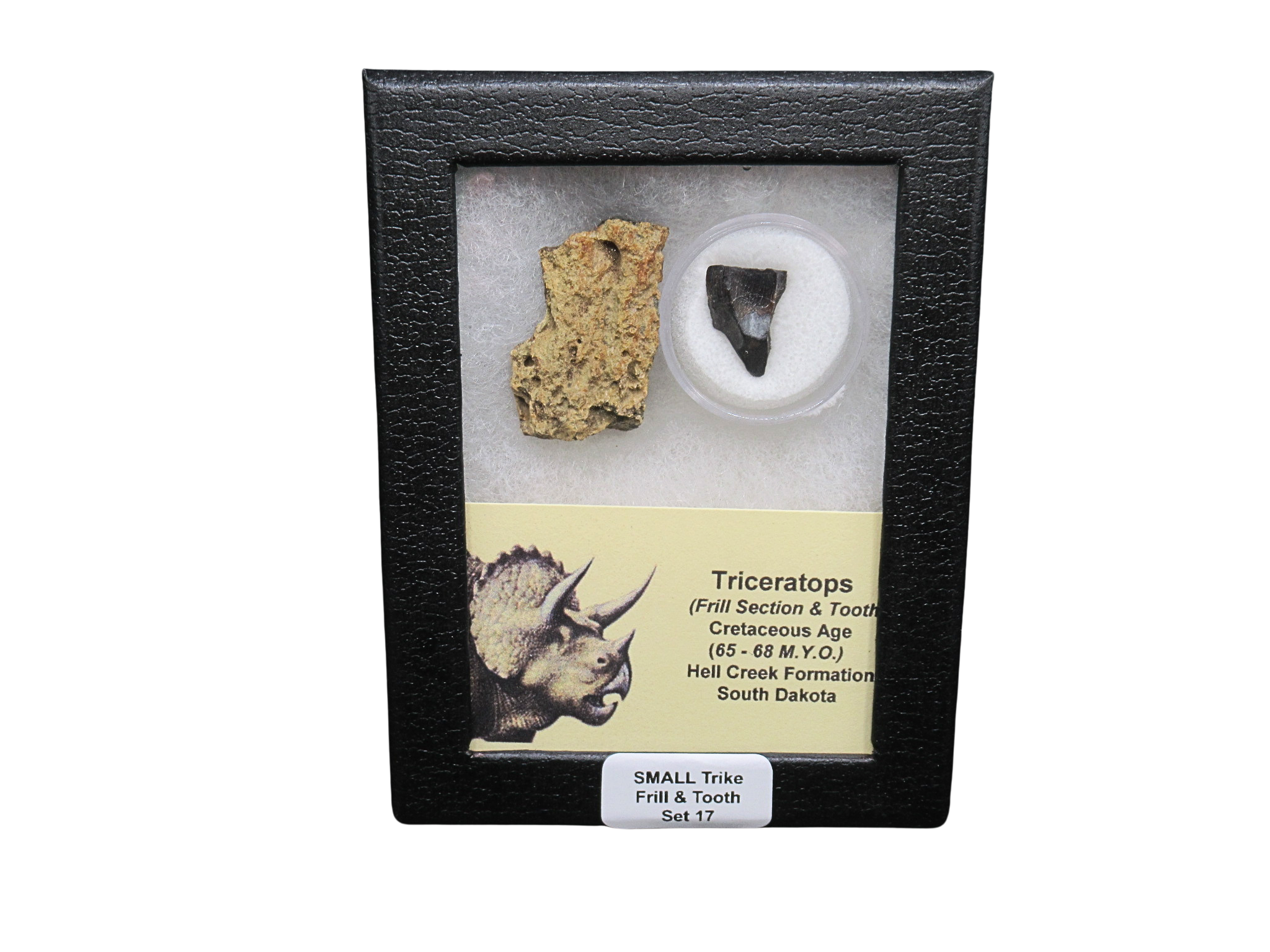 Triceratops Frill and Tooth Set Cretaceous Age Small Set 17 | Fossils for Sale Genuine Cretaceous Age Triceratops Frill and Tooth Set Fossil for Sale from South Dakota #17