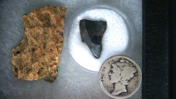Triceratops Frill and Tooth Set Cretaceous Age Small Set 17a | Fossils for Sale Genuine Cretaceous Age Triceratops Frill and Tooth Set Fossil for Sale from South Dakota #17a