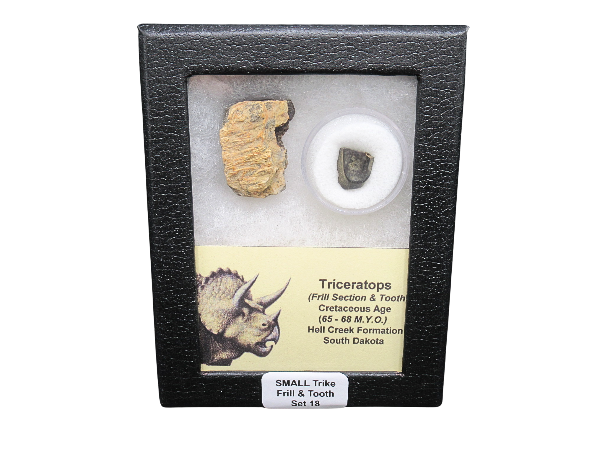 Triceratops Frill and Tooth Set Cretaceous Age Small Set 18 | Fossils for Sale Genuine Cretaceous Age Triceratops Frill and Tooth Set Fossil for Sale from South Dakota #18
