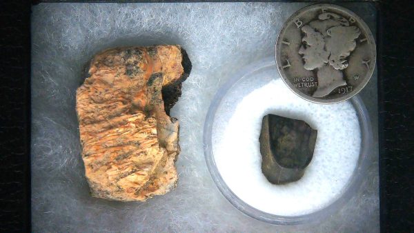 Triceratops Frill and Tooth Set Cretaceous Age Small Set 18a | Fossils for Sale Genuine Cretaceous Age Triceratops Frill and Tooth Set Fossil for Sale from South Dakota #18a