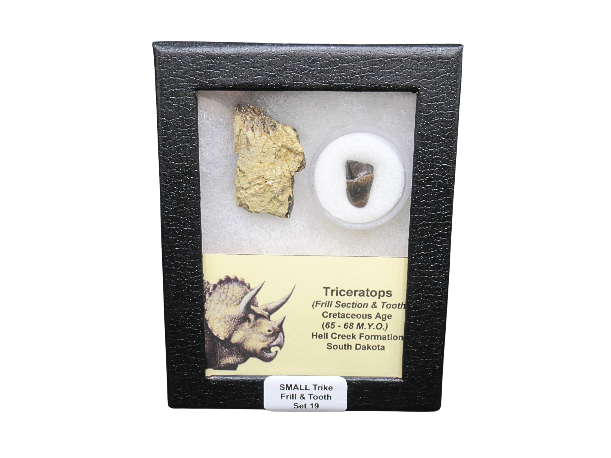 Triceratops Frill and Tooth Set Cretaceous Age Small Set 19 | Fossils for Sale Genuine Cretaceous Age Triceratops Frill and Tooth Set Fossil for Sale from South Dakota #19