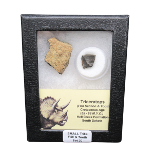 Genuine Cretaceous Age Triceratops Frill and Tooth Set Fossil for Sale from South Dakota #20