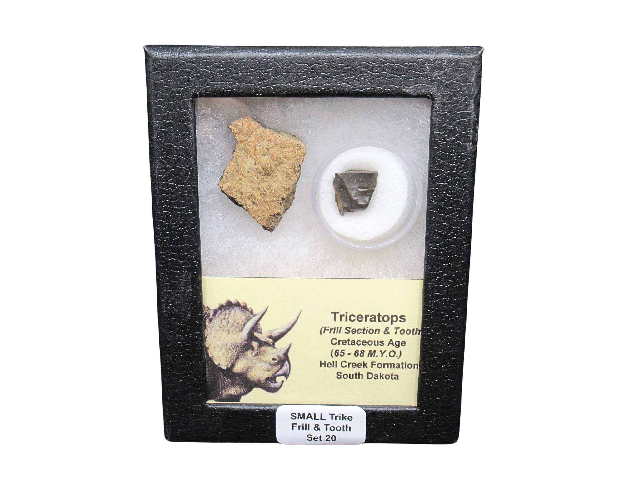 Triceratops Frill and Tooth Set Cretaceous Age Small Set 20 | Fossils for Sale Genuine Cretaceous Age Triceratops Frill and Tooth Set Fossil for Sale from South Dakota #20