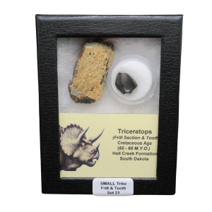 Triceratops Frill and Tooth Set Cretaceous Age - Small Set #21