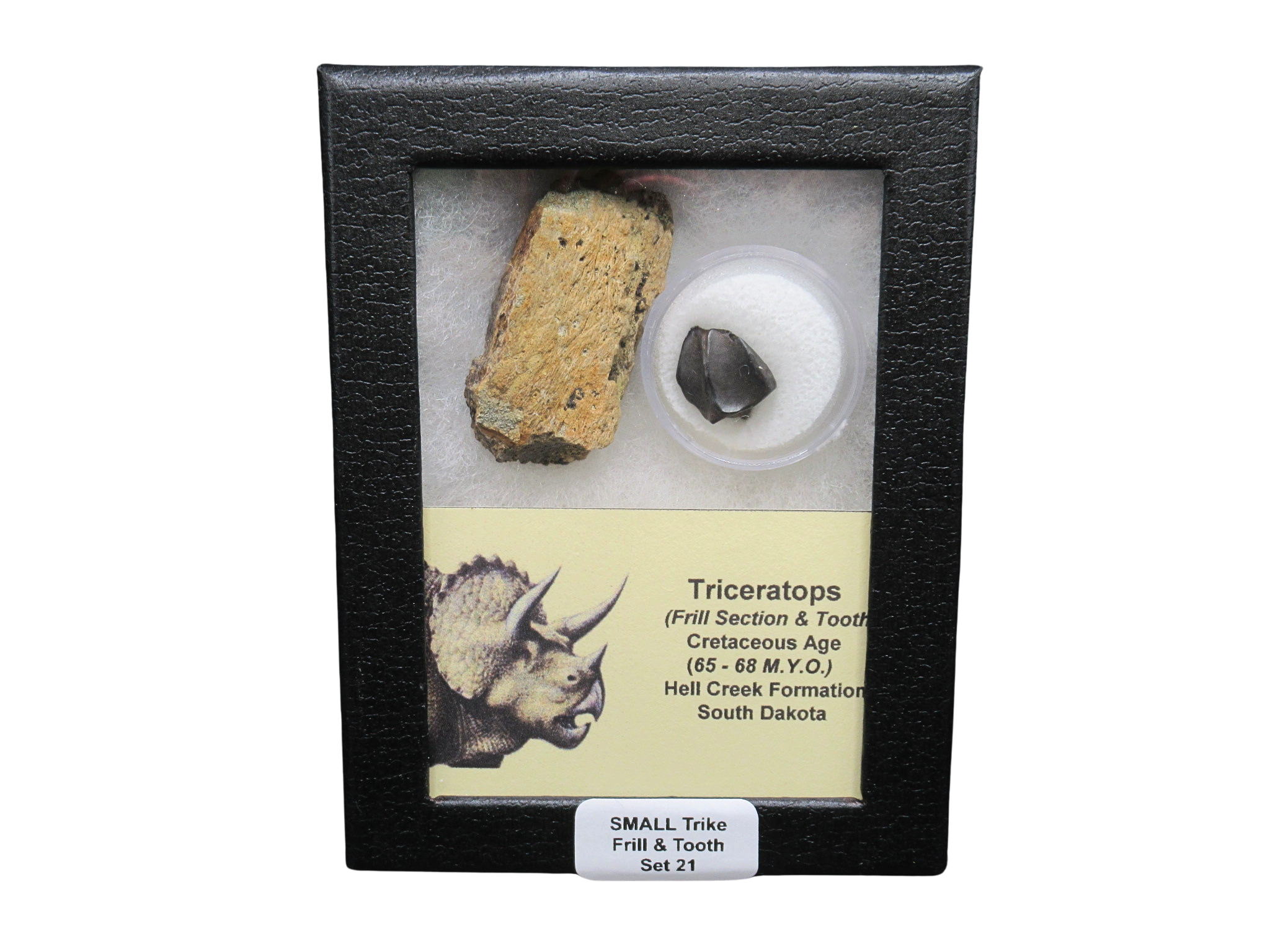 Triceratops Frill and Tooth Set Cretaceous Age Small Set 21 | Fossils for Sale