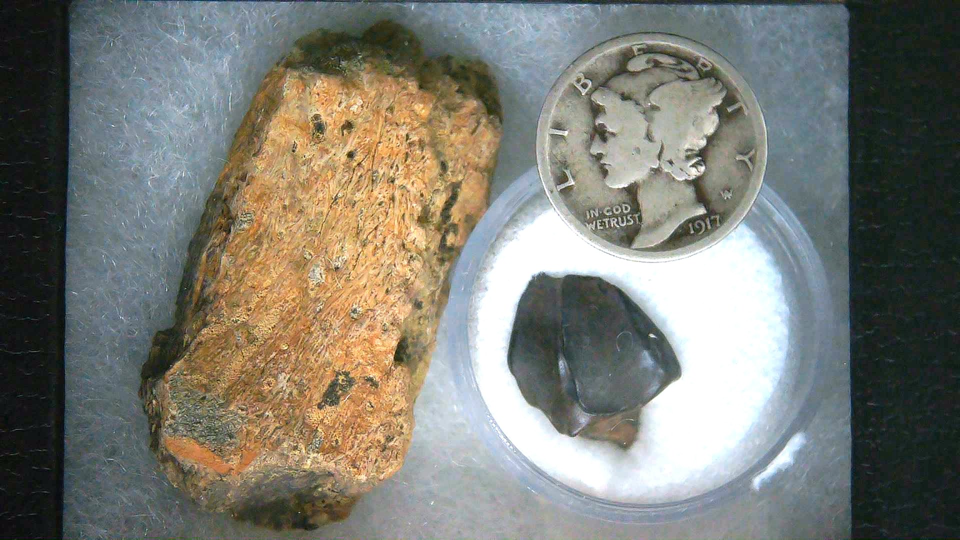 Triceratops Frill and Tooth Set Cretaceous Age Small Set 21a | Fossils for Sale