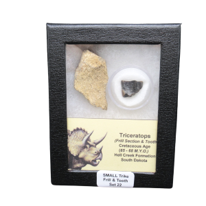 Triceratops Frill and Tooth Set Cretaceous Age - Small Set #22