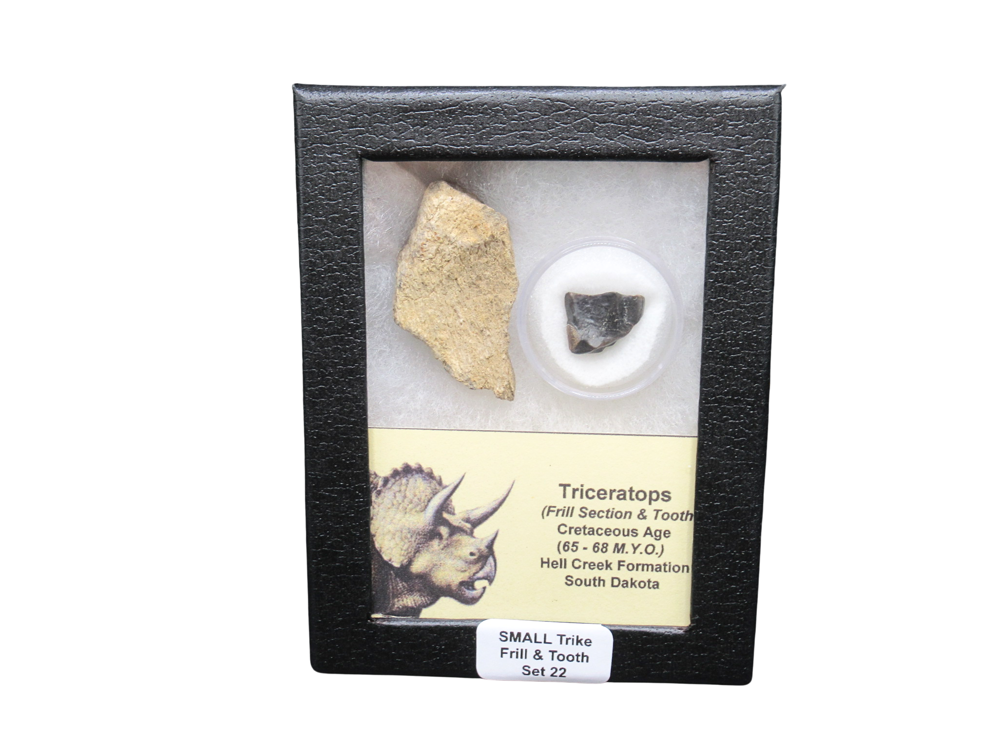 Triceratops Frill and Tooth Set Cretaceous Age Small Set 22 | Fossils for Sale