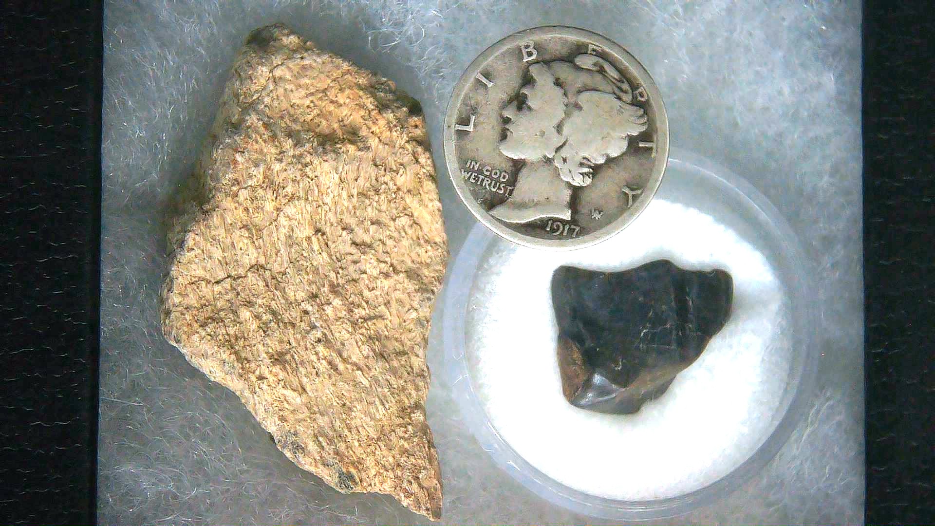 Triceratops Frill and Tooth Set Cretaceous Age Small Set 22a | Fossils for Sale
