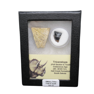 Triceratops Frill and Tooth Set Cretaceous Age - Small Set #23