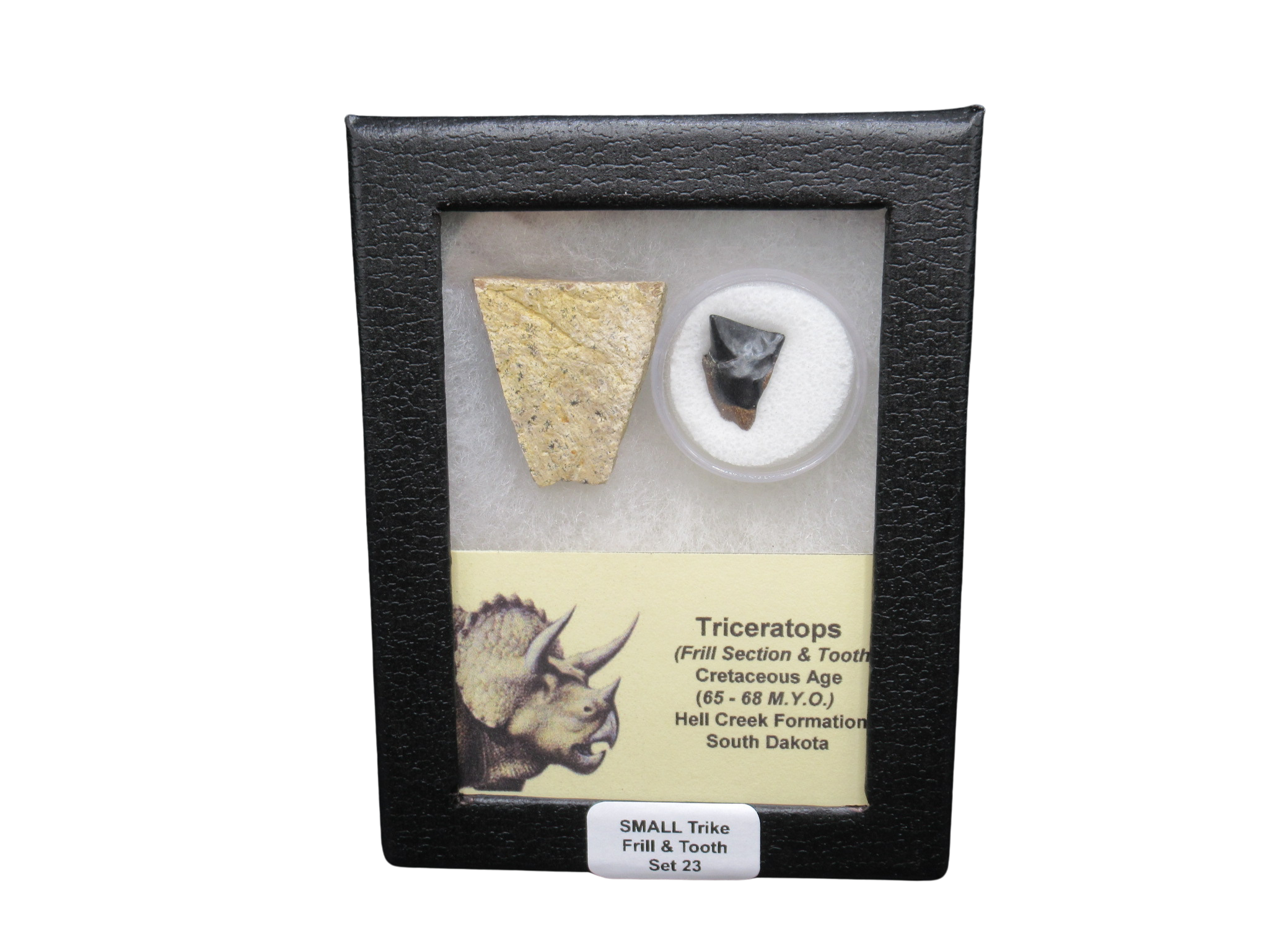 Triceratops Frill and Tooth Set Cretaceous Age Small Set 23 | Fossils for Sale
