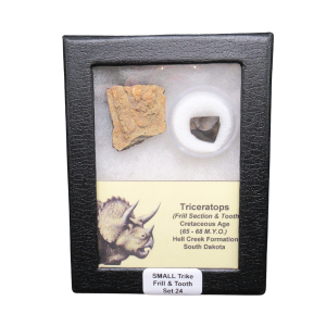 Triceratops Frill and Tooth Set Cretaceous Age - Small Set #24