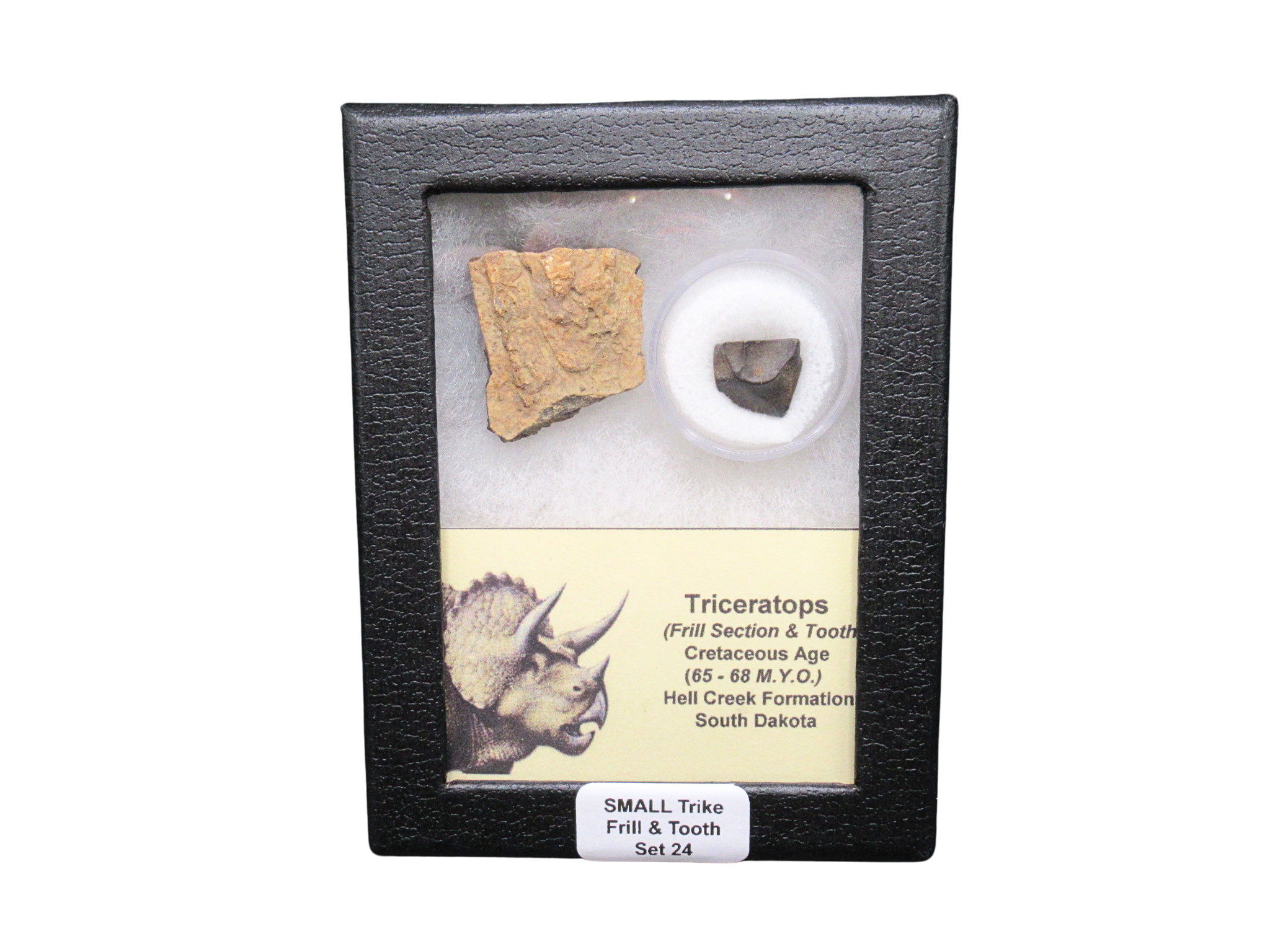 Triceratops Frill and Tooth Set Cretaceous Age Small Set 24 | Fossils for Sale