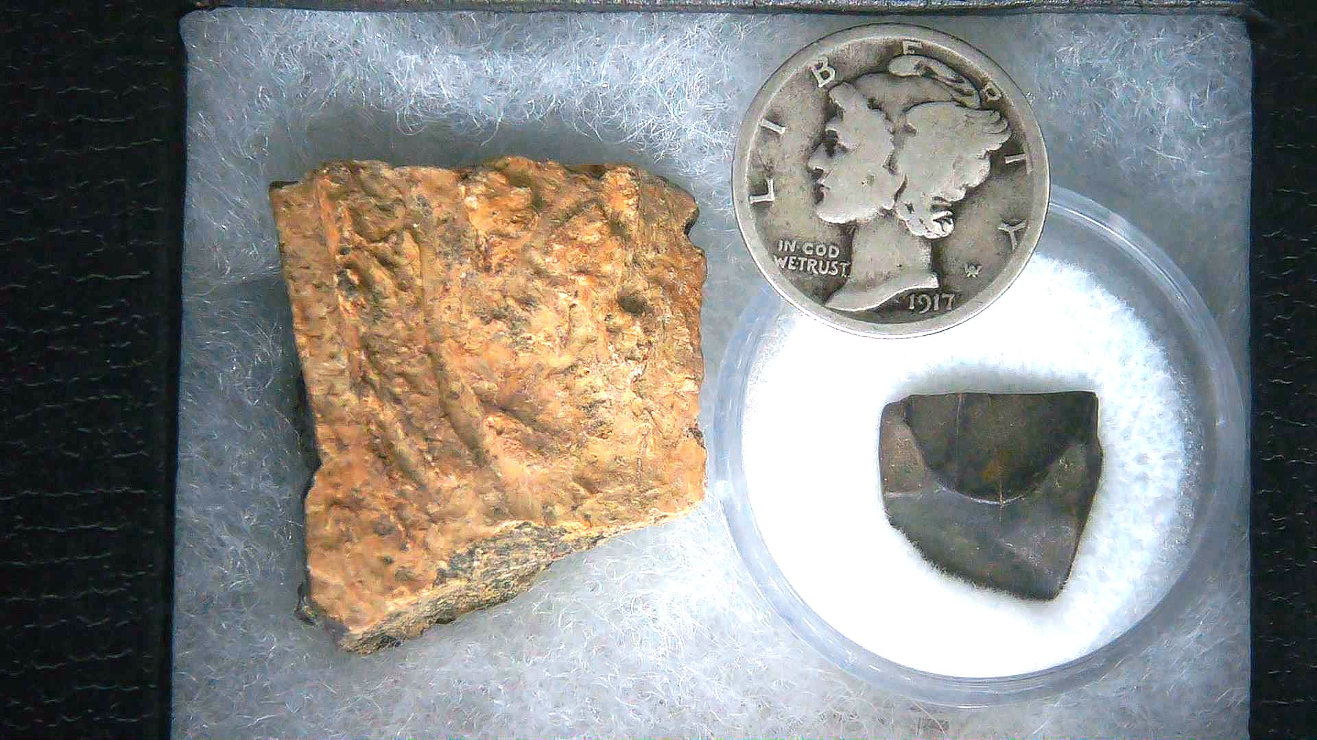 Triceratops Frill and Tooth Set Cretaceous Age Small Set 24a | Fossils for Sale
