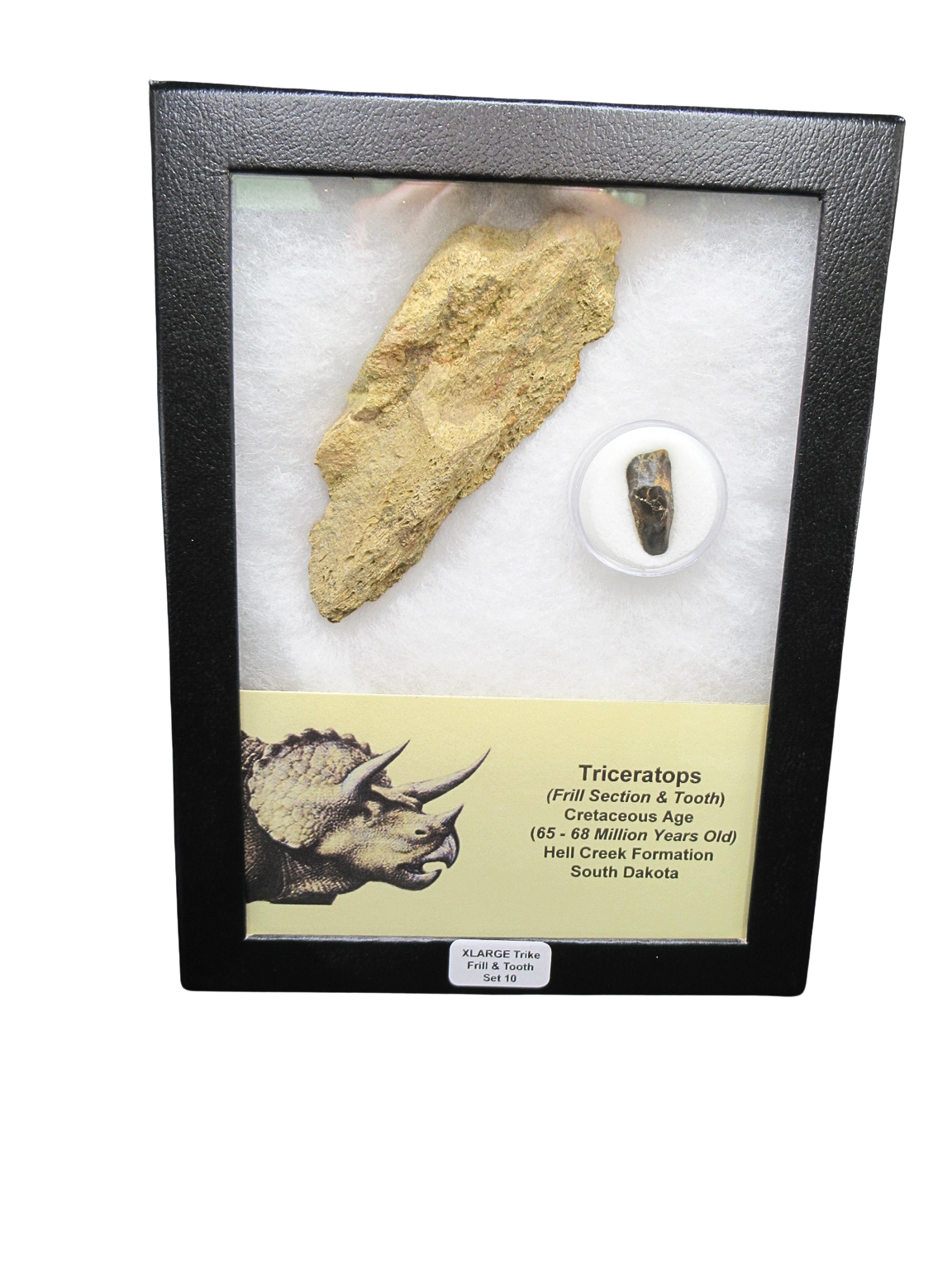 Triceratops Frill and Tooth Set Cretaceous Age XLARGE Set 10 | Fossils for Sale Genuine Cretaceous Age Triceratops Frill and Tooth X- Large Set Fossil for Sale from South Dakota #10
