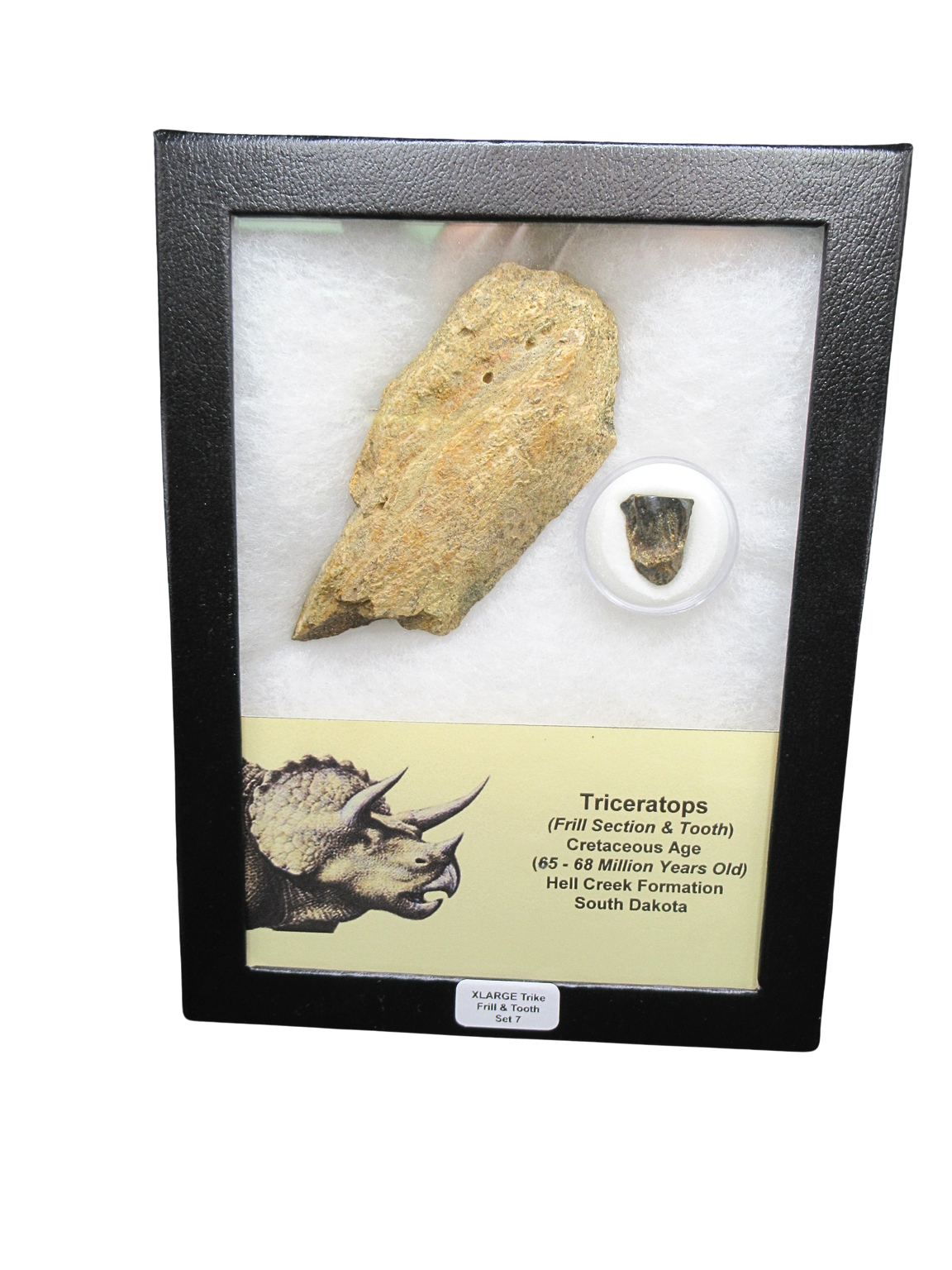 Triceratops Frill and Tooth Set Cretaceous Age XLARGE Set 7 | Fossils for Sale Genuine Cretaceous Age Triceratops Frill and Tooth X- Large Set Fossil for Sale from South Dakota #7