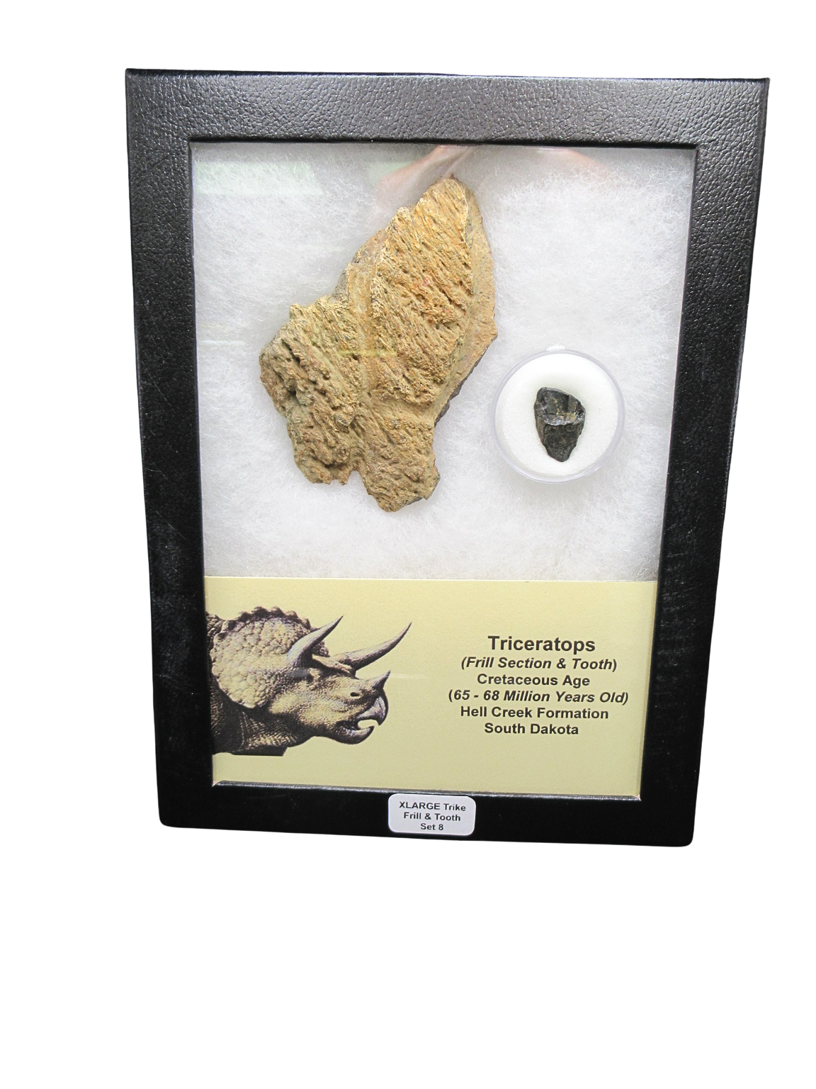 Triceratops Frill and Tooth Set Cretaceous Age XLARGE Set 8 | Fossils for Sale Genuine Cretaceous Age Triceratops Frill and Tooth X- Large Set Fossil for Sale from South Dakota #8
