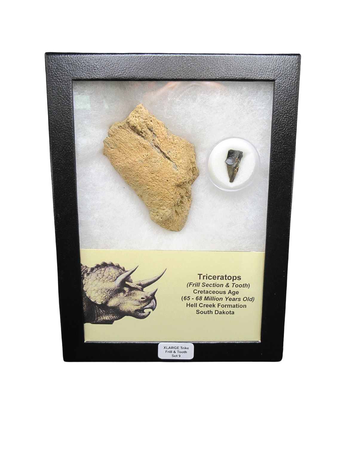 Triceratops Frill and Tooth Set Cretaceous Age XLARGE Set 9 | Fossils for Sale Genuine Cretaceous Age Triceratops Frill and Tooth X- Large Set Fossil for Sale from South Dakota #9
