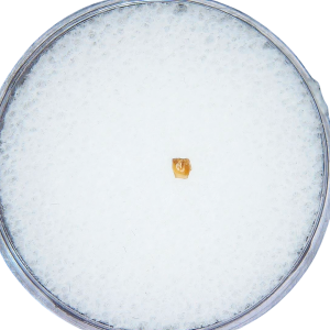 Adjidaumo Eocene Rodent Tooth from Nebraska #1