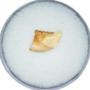 Adjidaumo Eocene Rodent Tooth from Nebraska #10