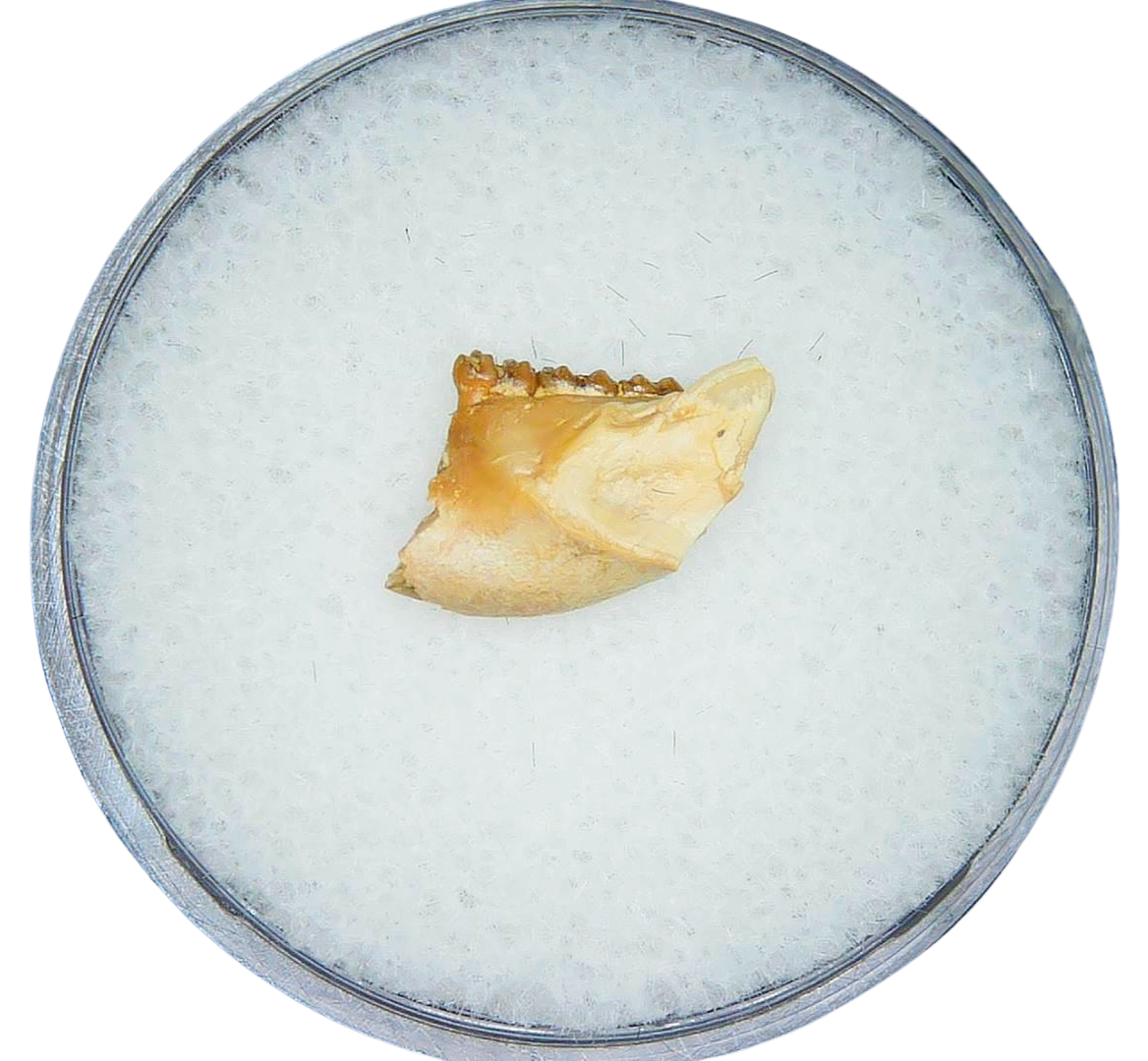 Adjidaumo Eocene Rodent Tooth from Nebraska 10 | Fossils for Sale