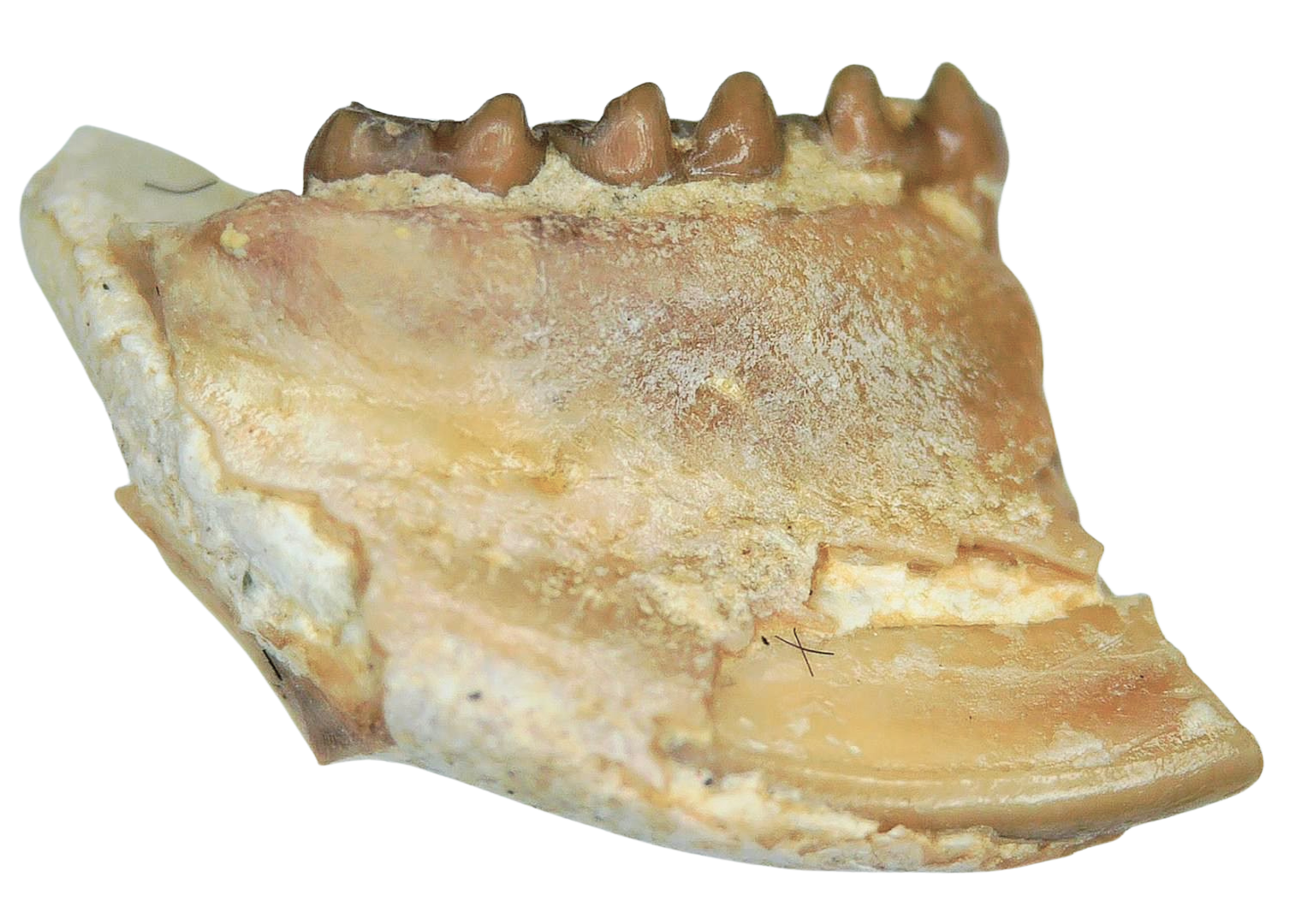 Adjidaumo Eocene Rodent Tooth from Nebraska 10a | Fossils for Sale